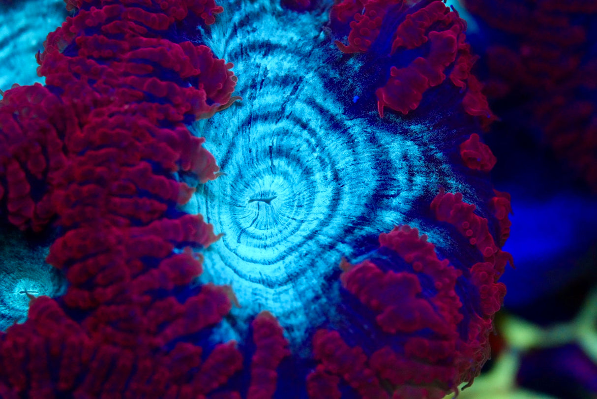 Blasto frag 1-3 heads