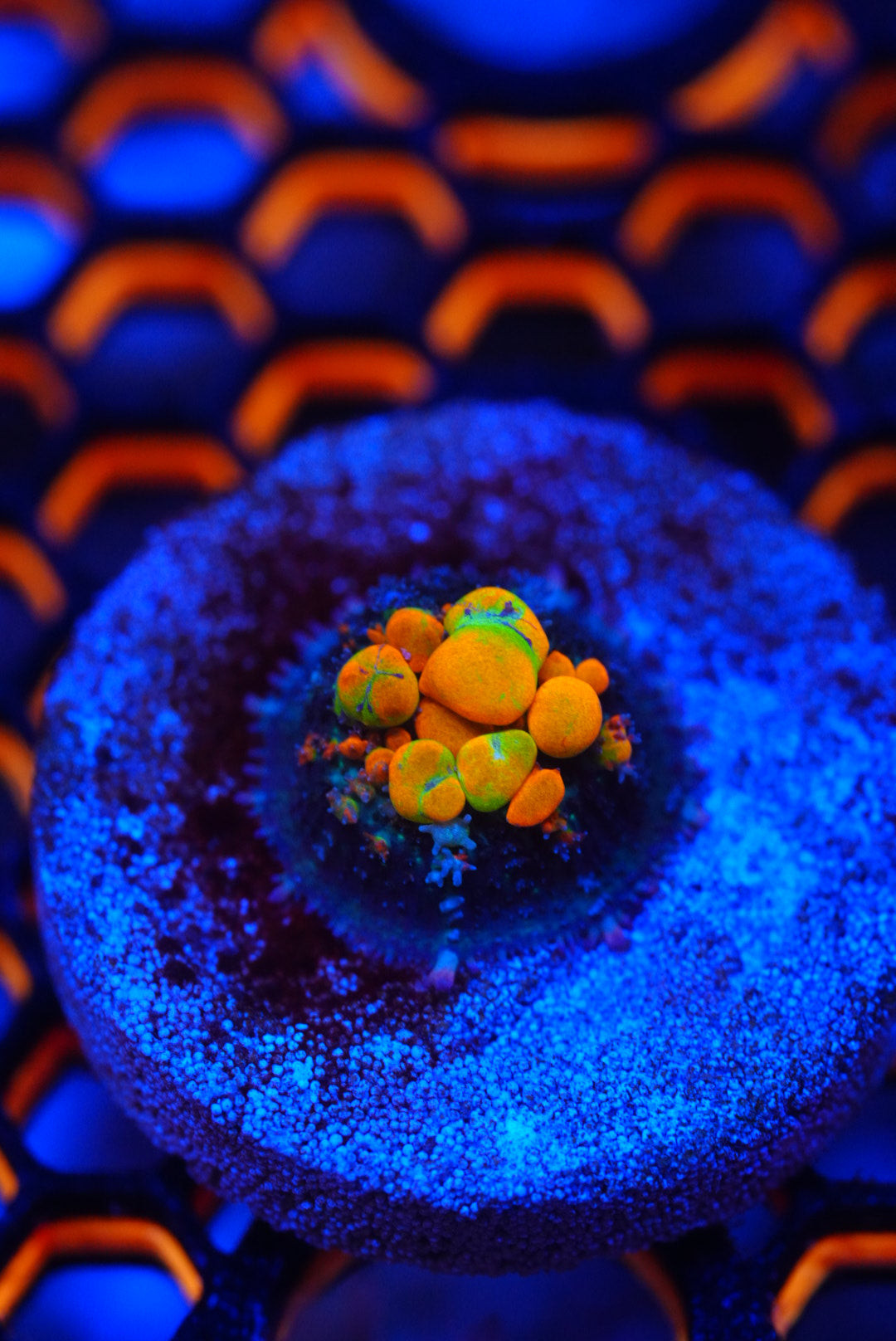 WWC OG bounce mushroom frags