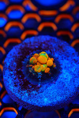 WWC OG bounce mushroom frags
