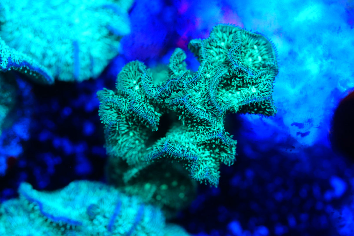 Green pavona
