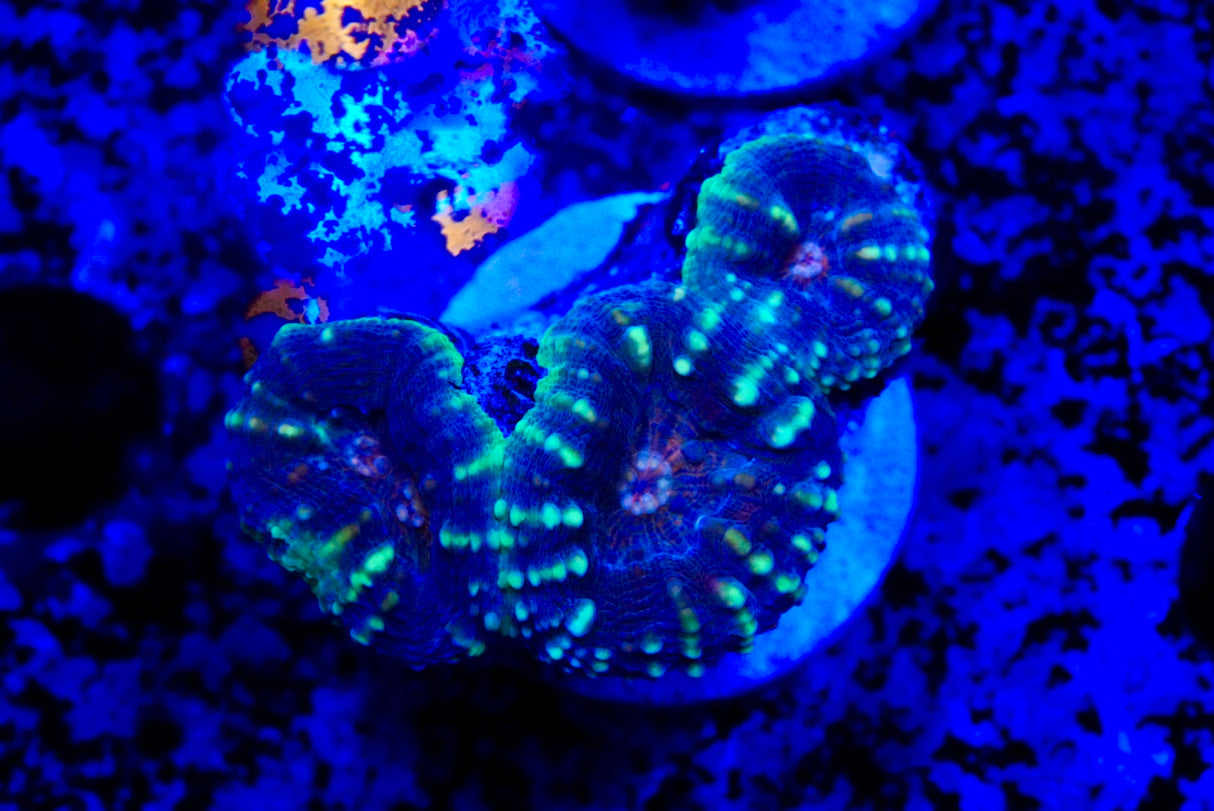 lobophyllia frags
