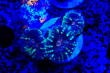 lobophyllia frags
