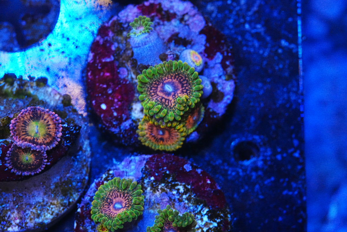 GMK zoa