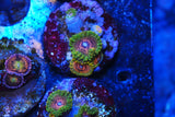 GMK zoa