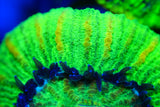 Yellowstreak Trachy wysiwyg