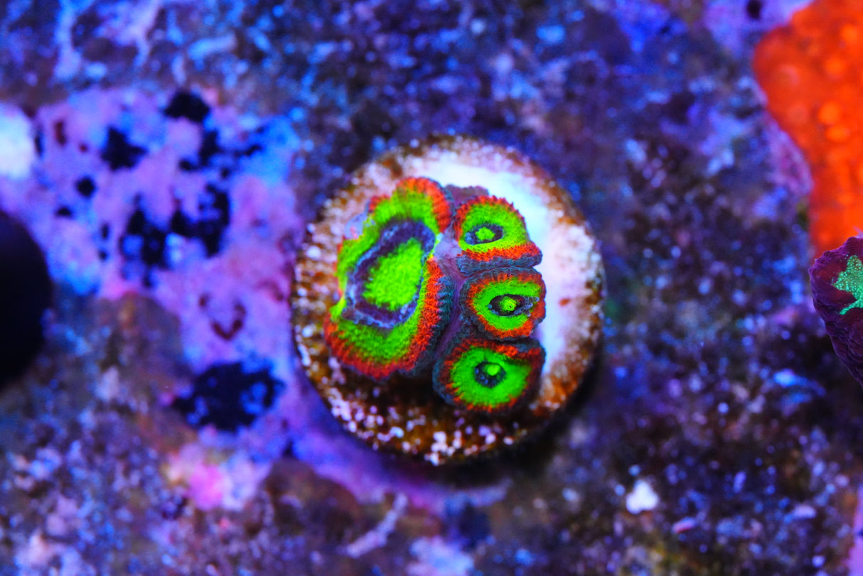 Holygrail micromussa