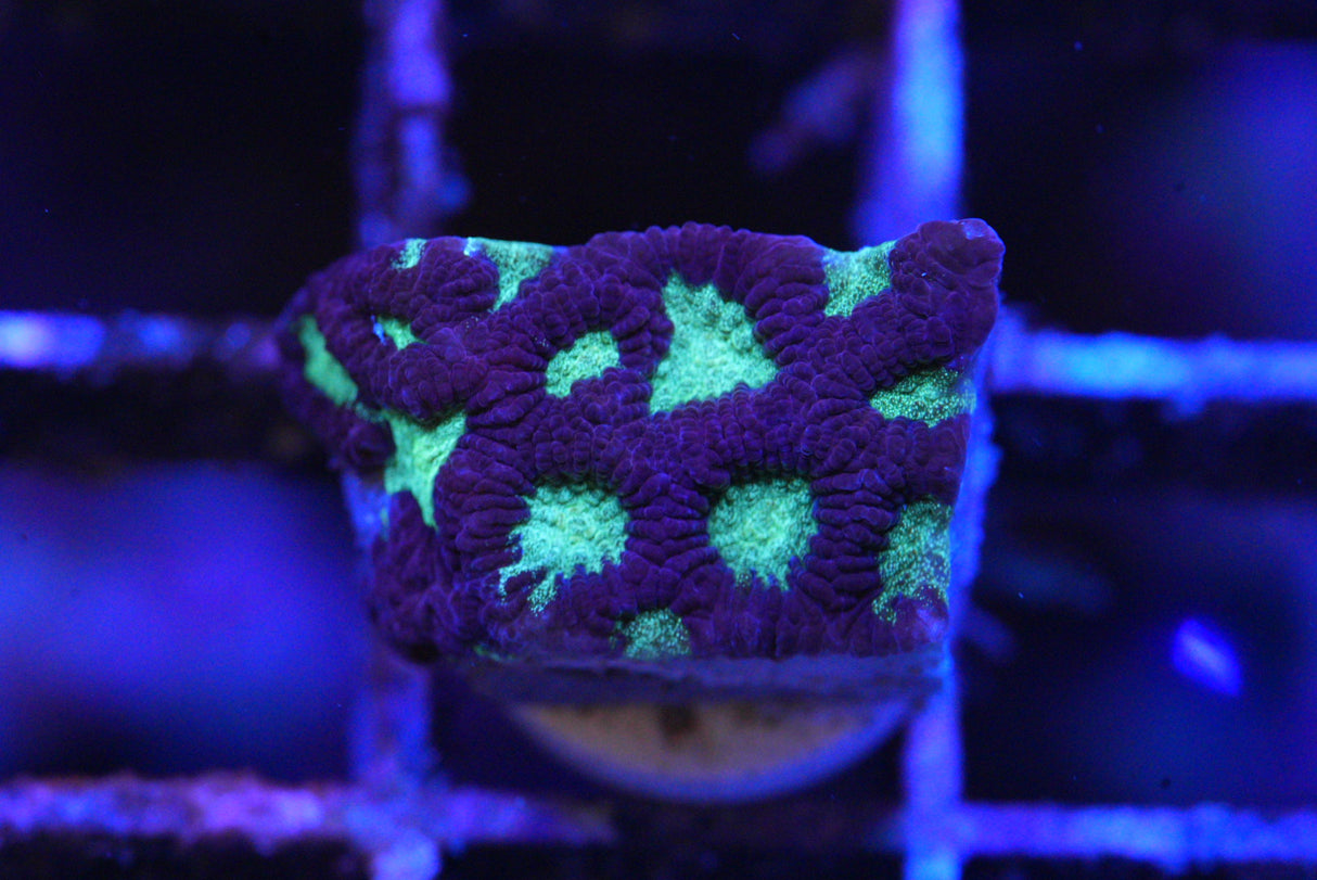 Purple WAR CORAL FAVIA