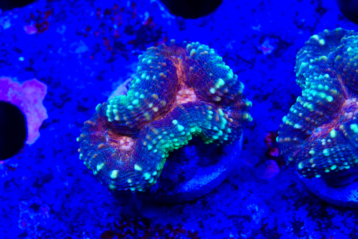 lobophyllia frags