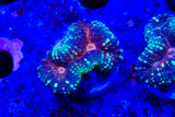 lobophyllia frags