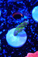 Tubbs Stellata Monti
