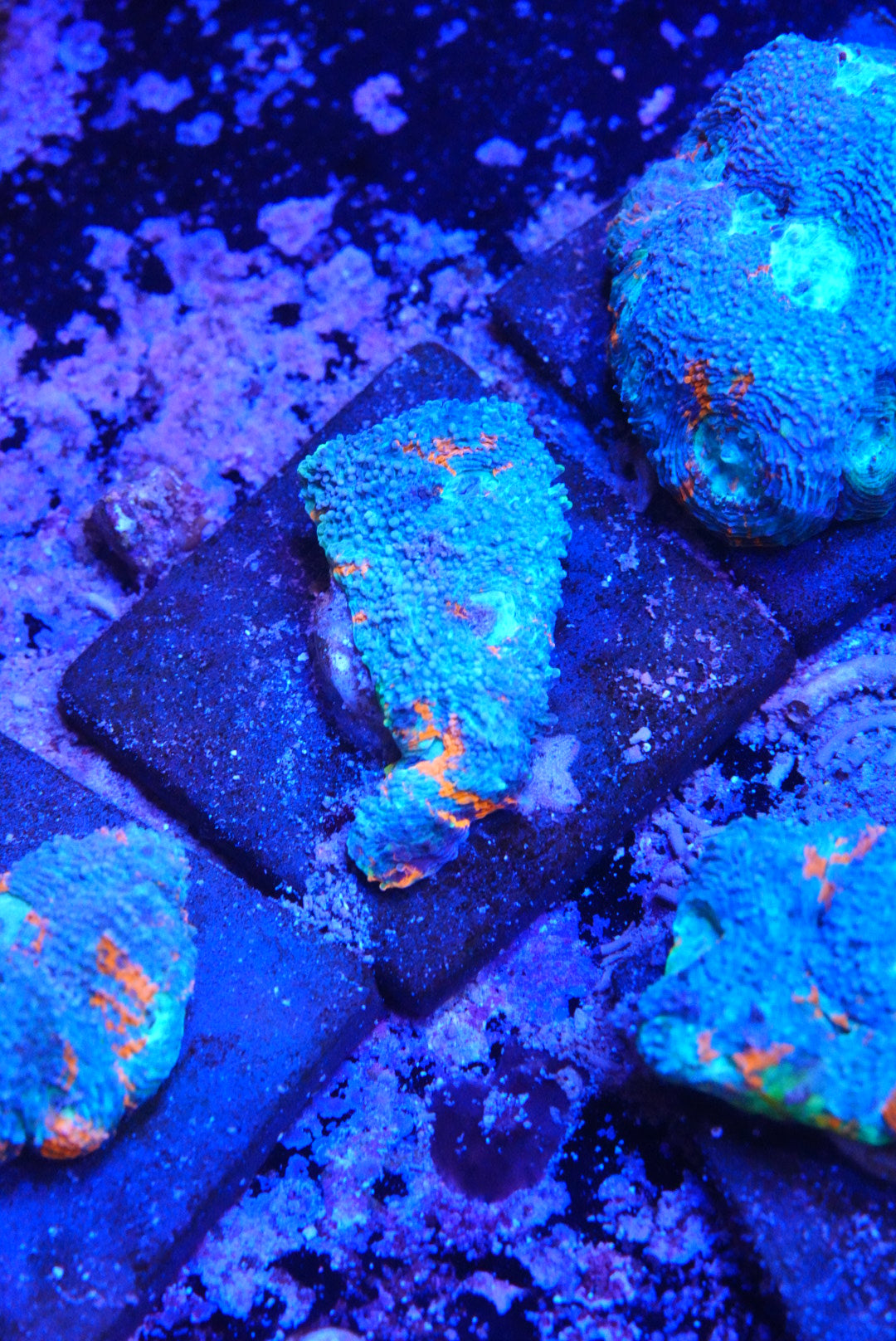 Acan echinata