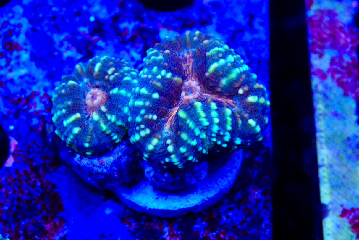 lobophyllia frags
