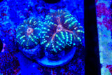 lobophyllia frags