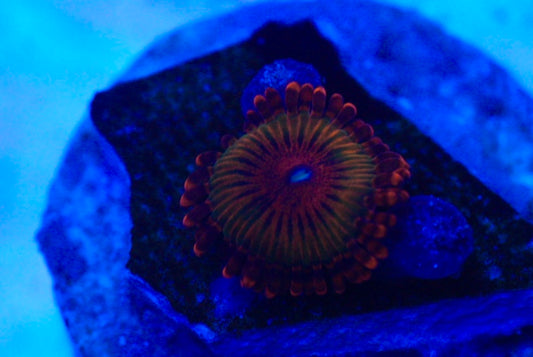 SPECKLED KRAKATOA