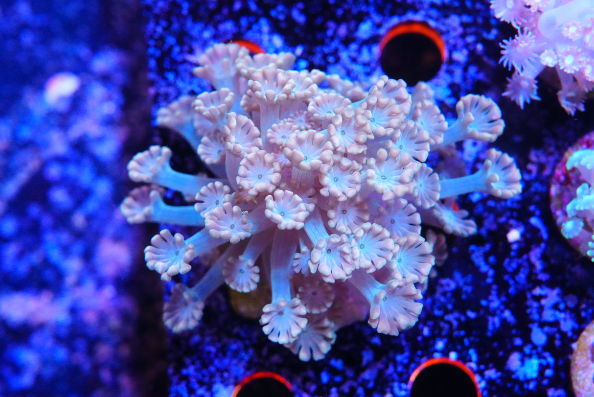 Large ultra Alveopora