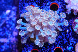 Large ultra Alveopora