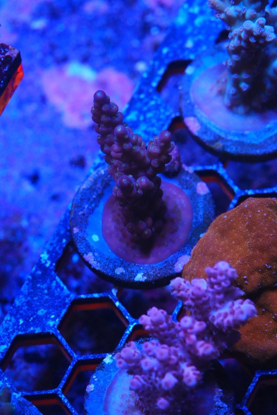 Acropora frag
