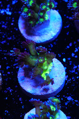 Blueberry glitter goniopora