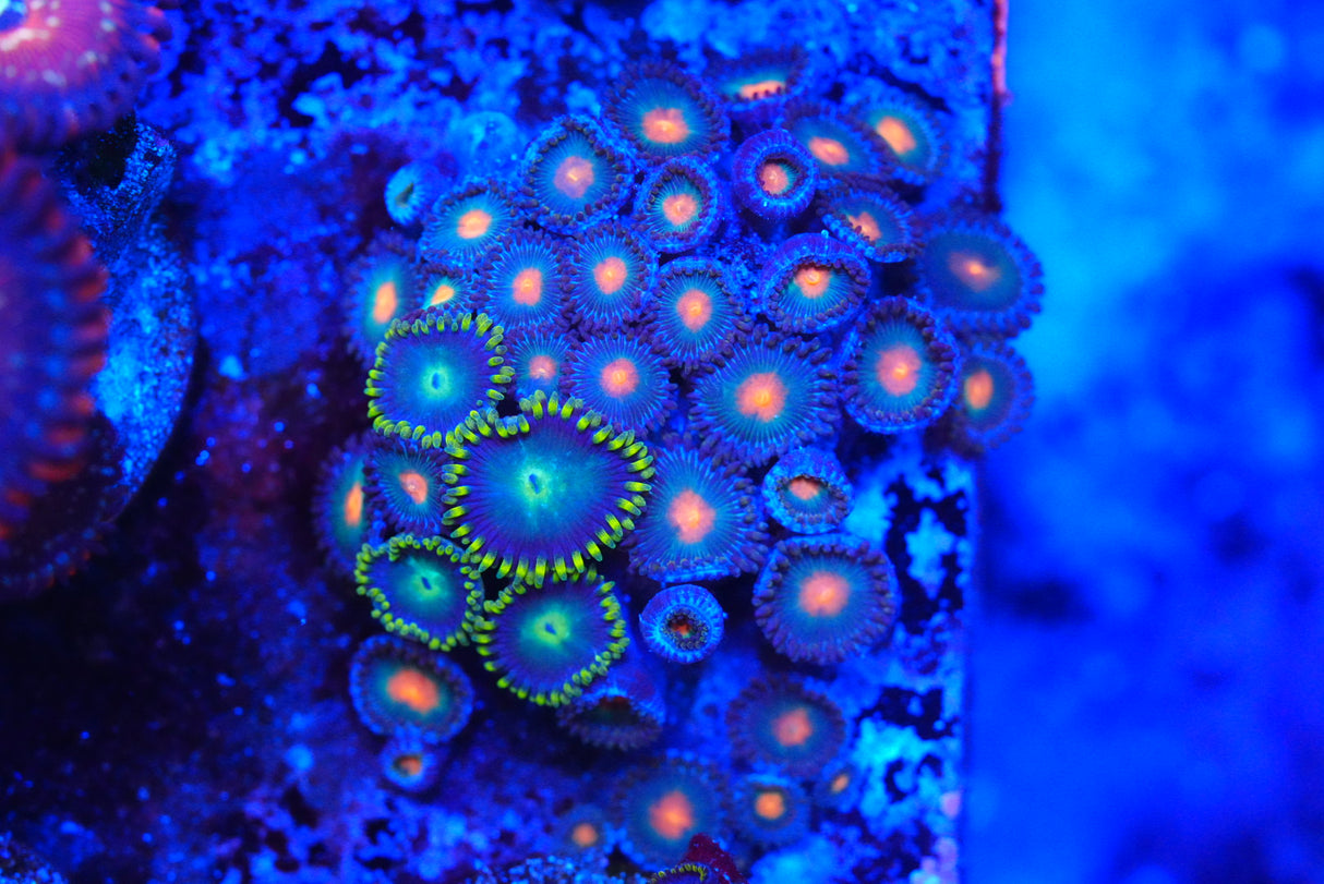 Zoa mix deal!