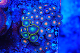Zoa mix deal!