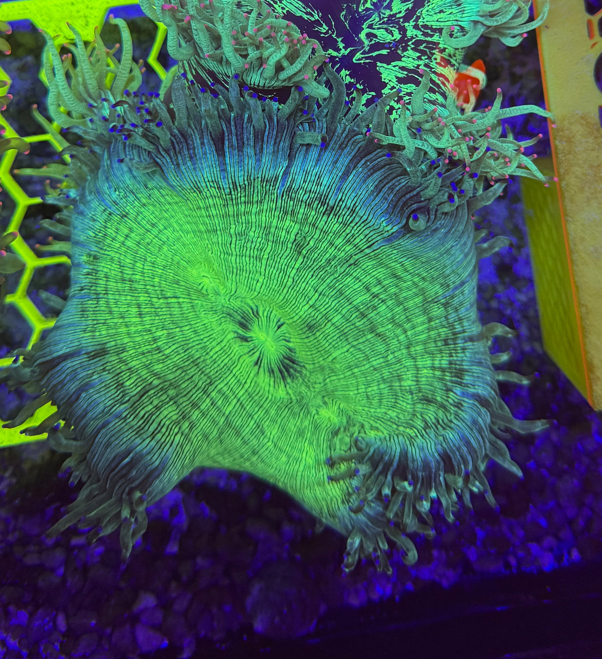 Blue tip catalaphyllia