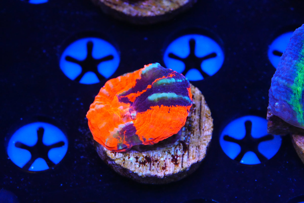 TMC cultured scolymia warpaint