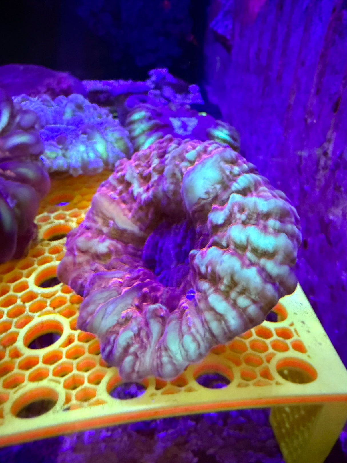 Stain glass cynarina