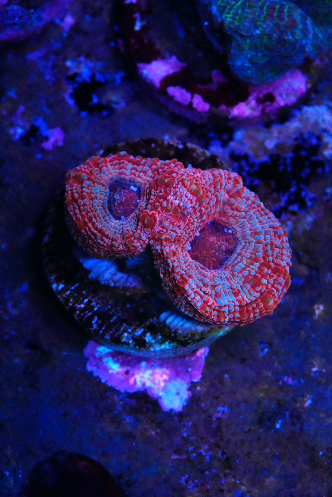 acan bowerbanki