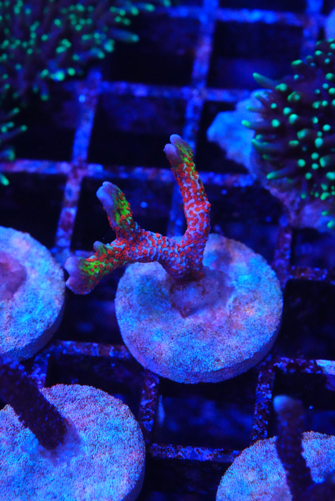 Red digi monti