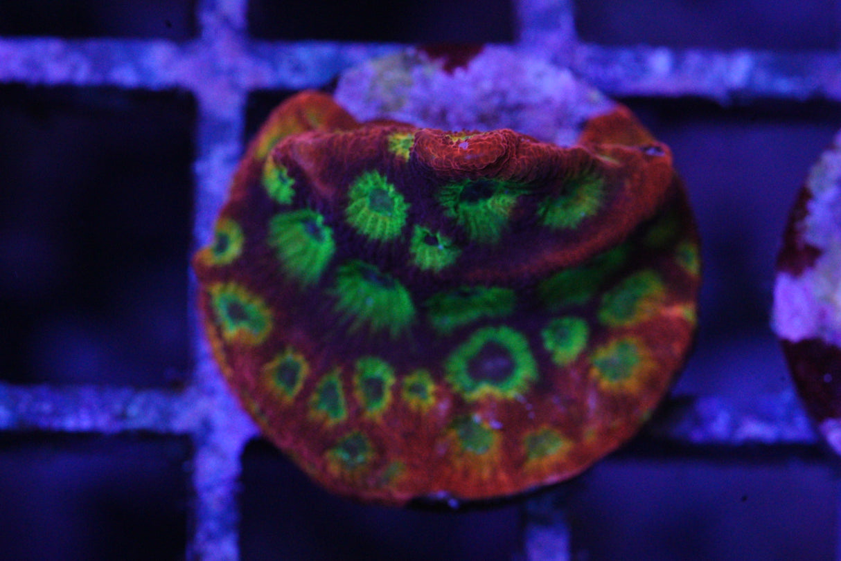 Holy grail Favia AKA lemon and lime