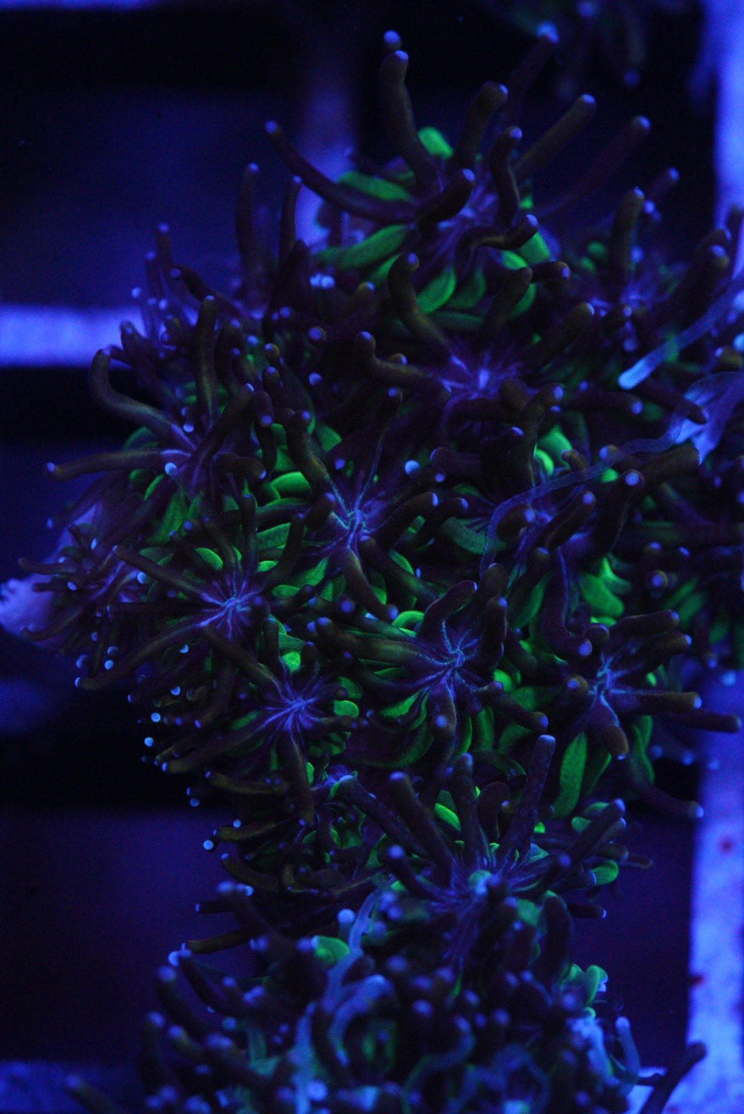 Goldstreak GALAXEA