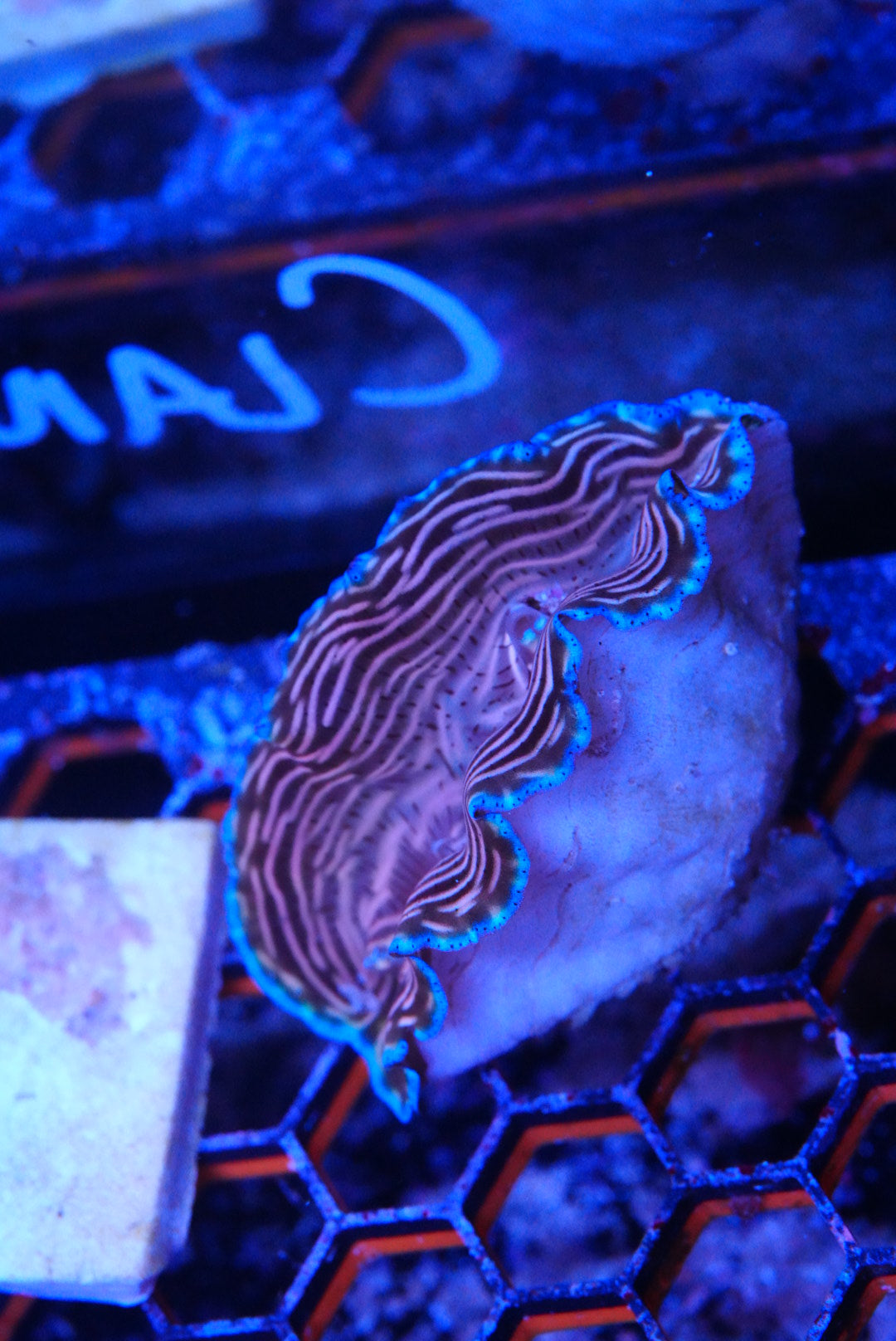 derasa clam