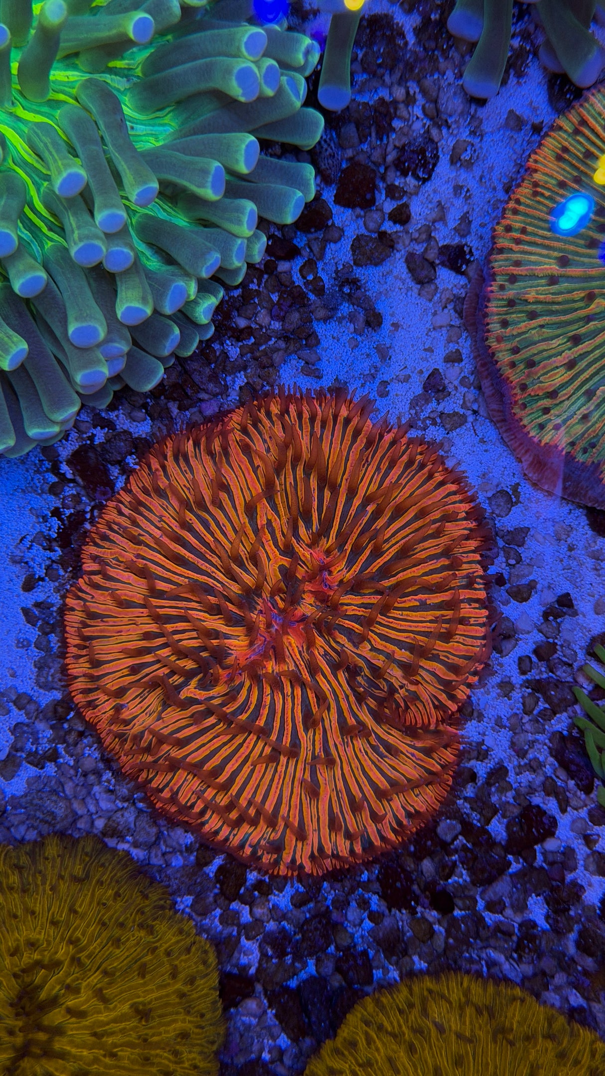 Ultra Fungia plate coral