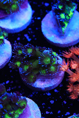 Blueberry glitter goniopora