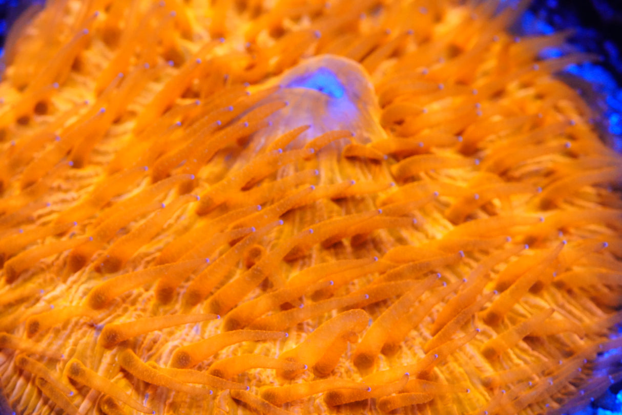 Ultra Fungia plate coral