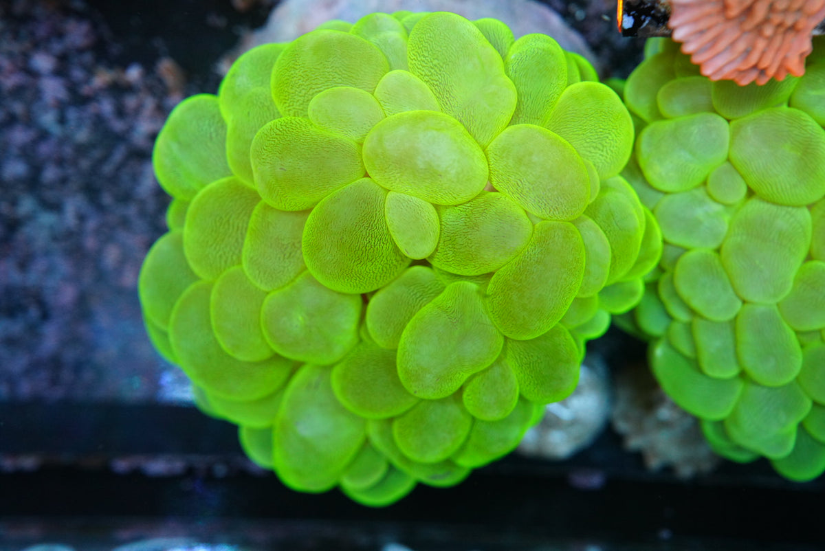 Toxic green bubble coral