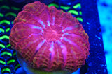 Red cynarina