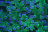 Frogspawn