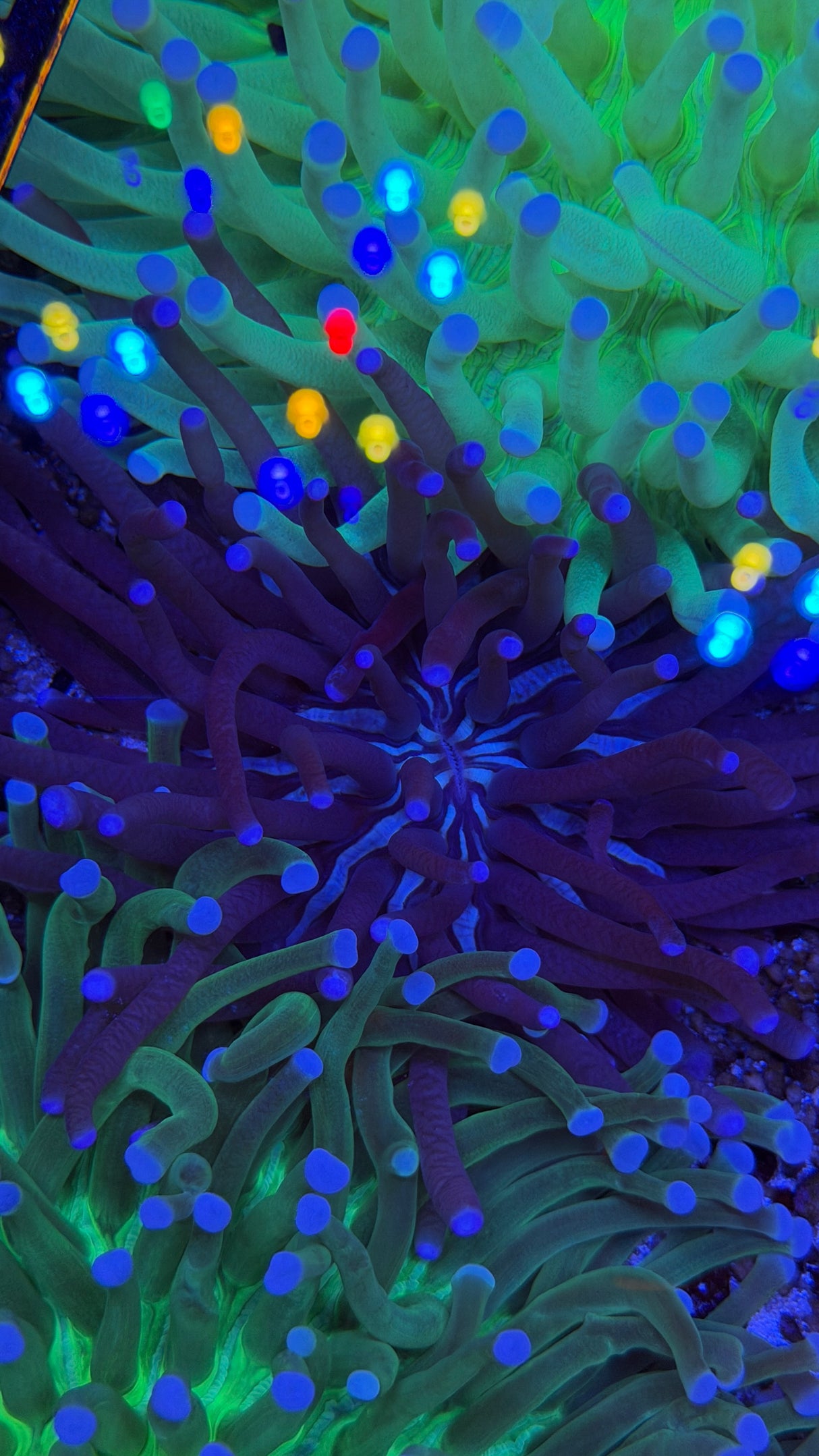 Long Fungia plate coral