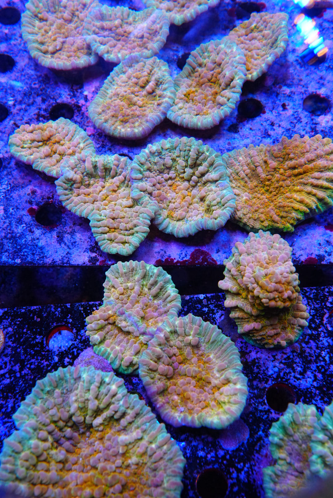 COSMIC CANDY CHALICE