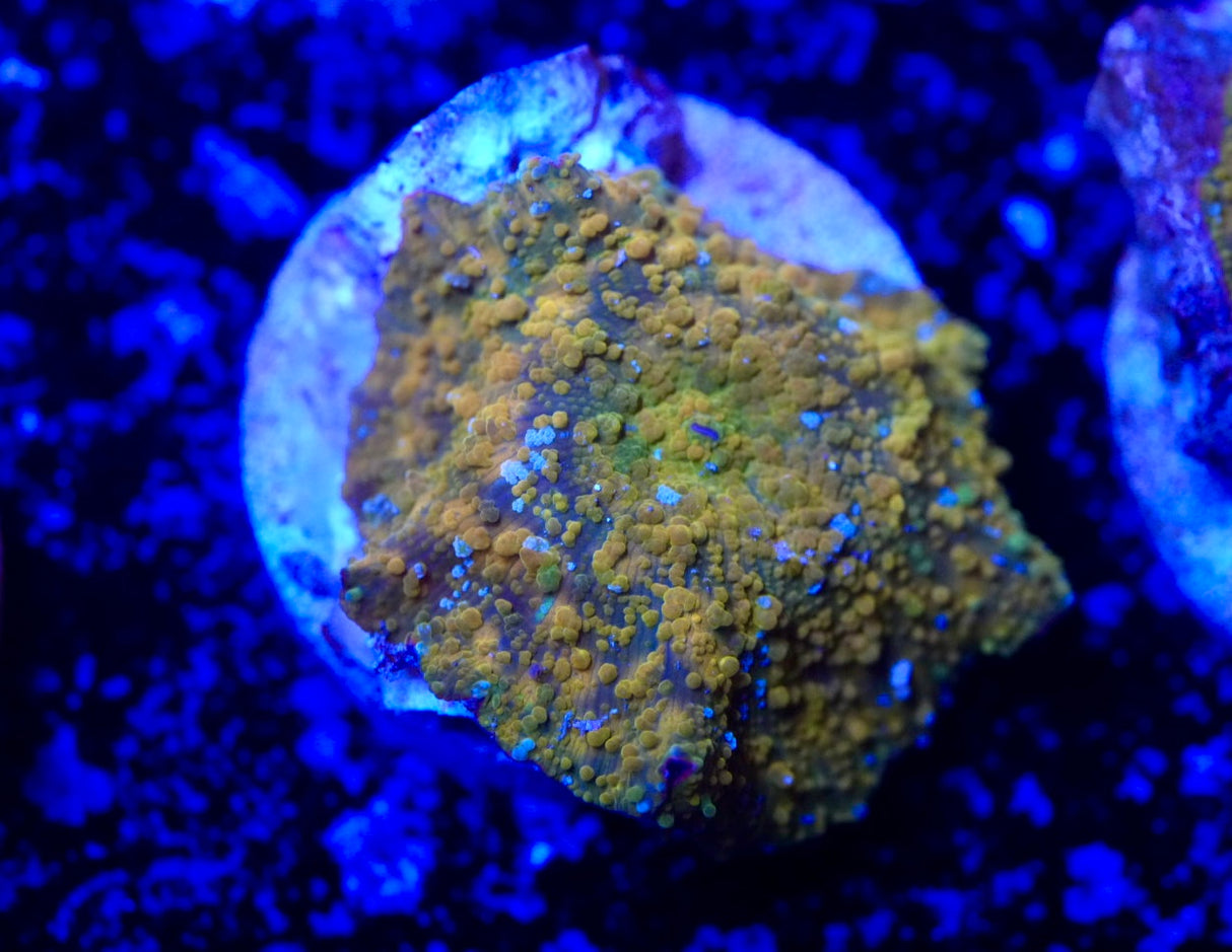 Ultra gold Discosoma