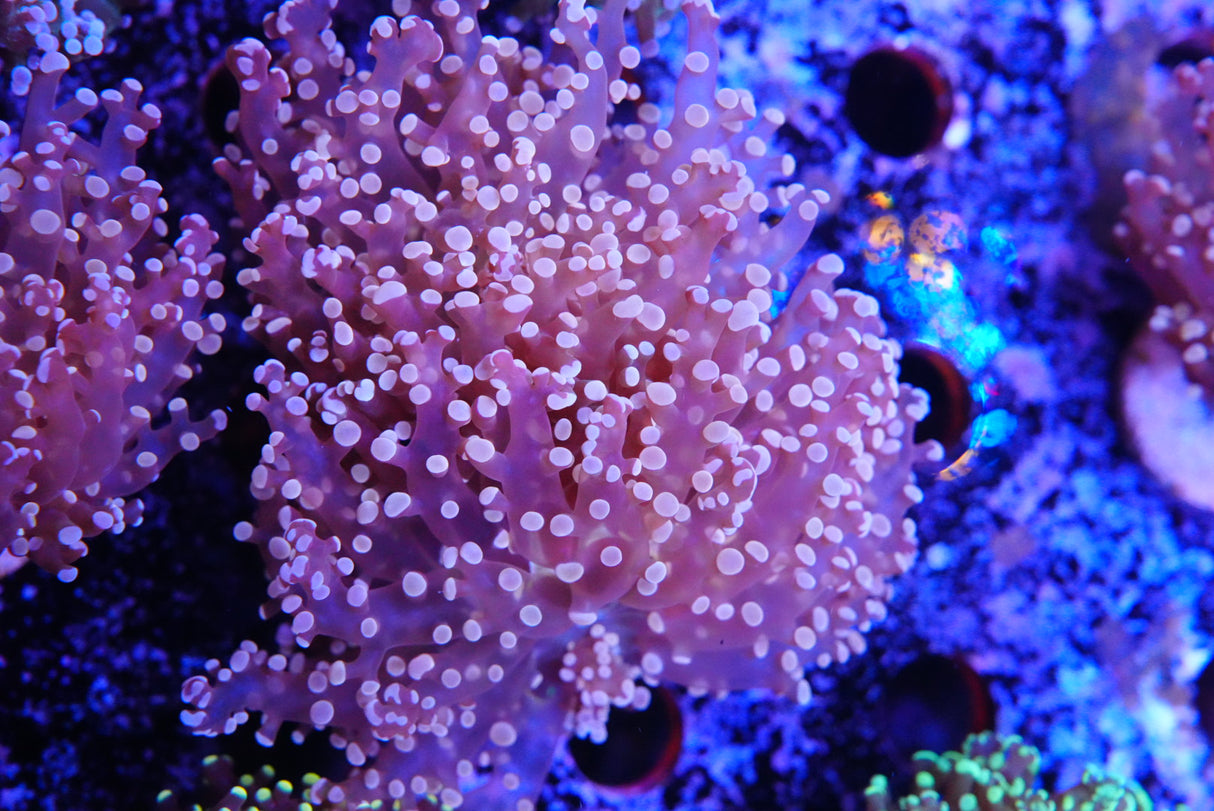 Peach Frogspawn