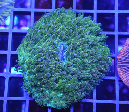 Ultra plate coral