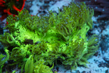 catalaphyllia