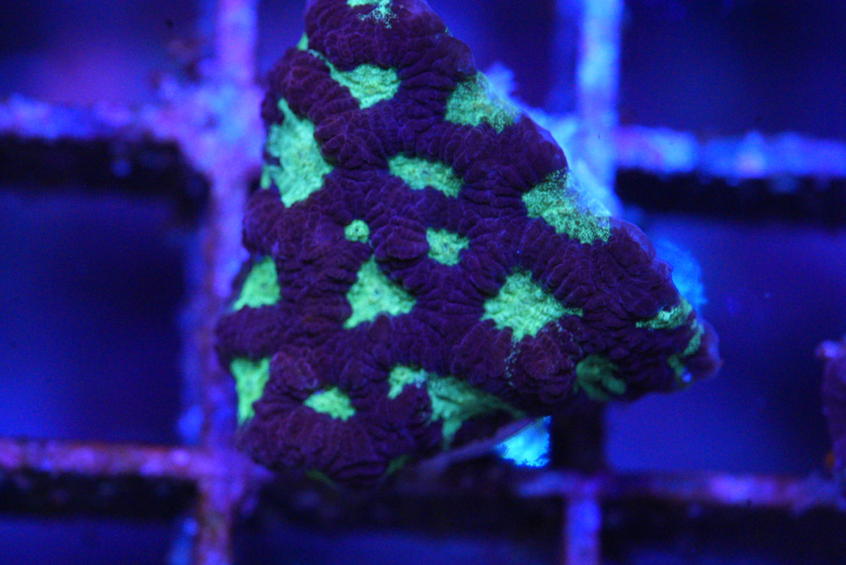 Purple WAR CORAL FAVIA