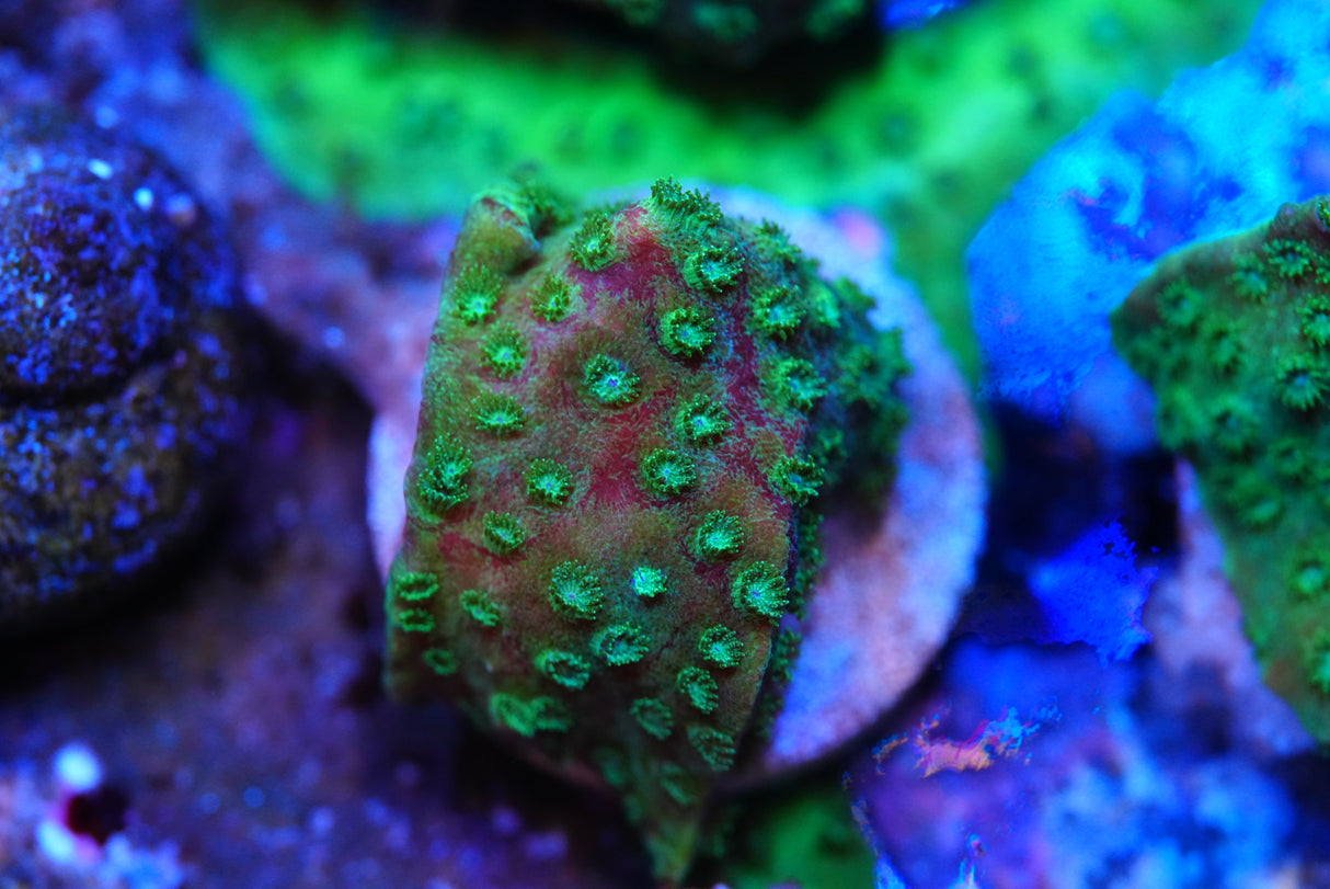 Bleeding Cyphastrea