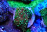 Bleeding Cyphastrea