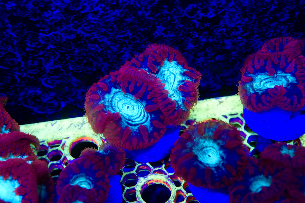 Blasto frag 1-3 heads