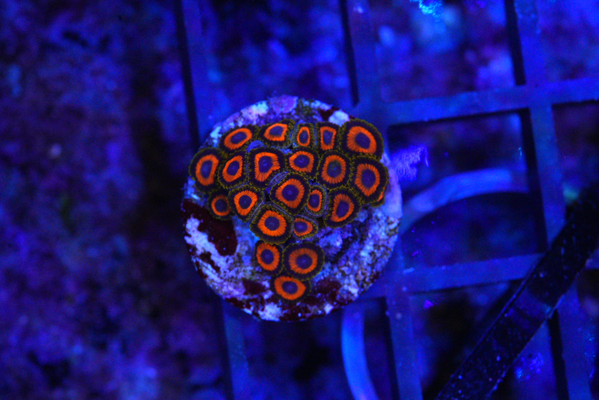 Unknown ZOA