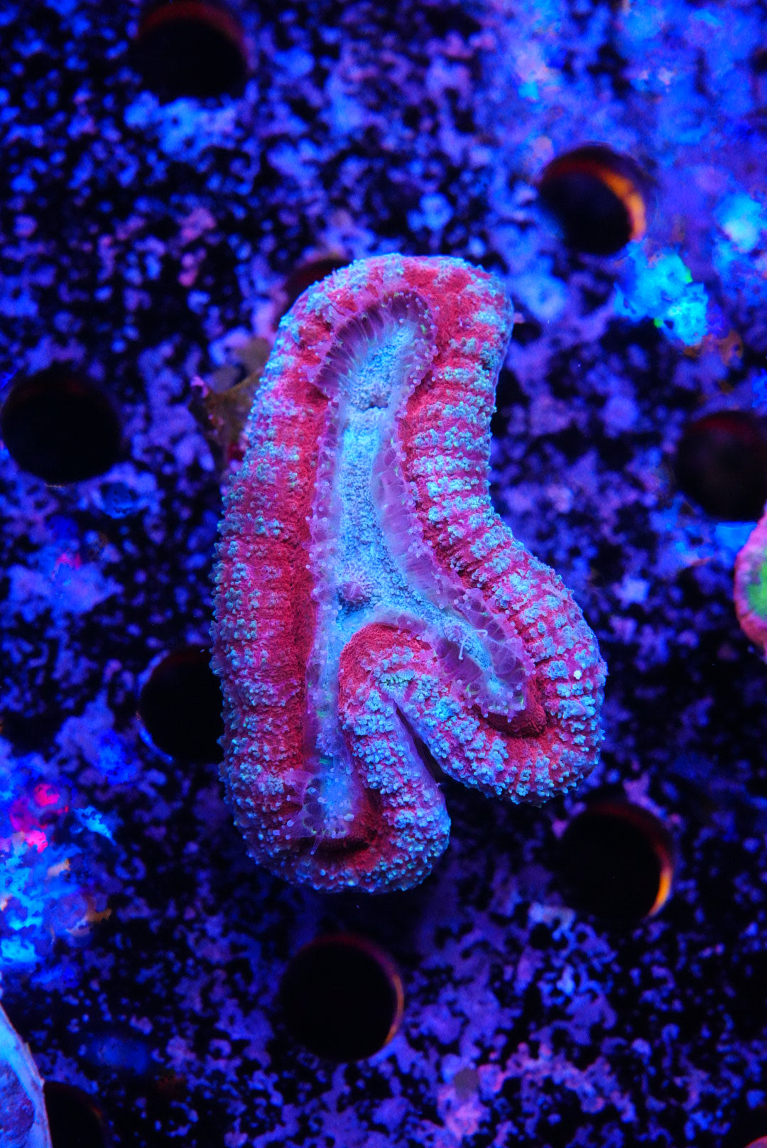 lobophyllia